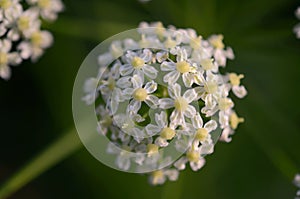 White flower