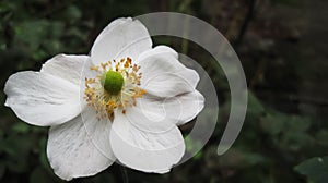 White Flower