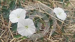 White flower