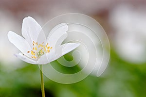 White flower