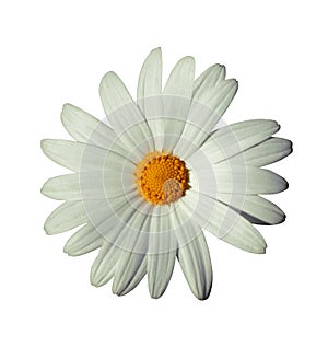 White flower