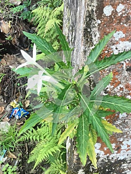 White flower