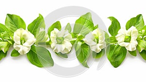 A white flower with