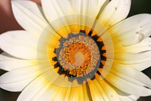 White flower photo