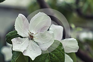 White flower