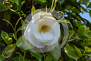 White flower