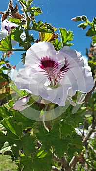 White flower photo