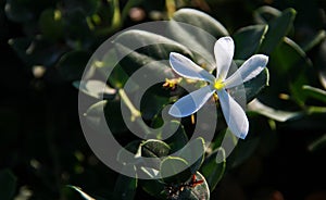 White Flower