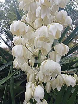 White Flower