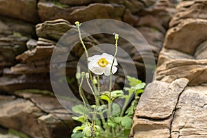 White flower against a backdrop of rocky stones