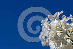 White Flower Against a Blue Sky