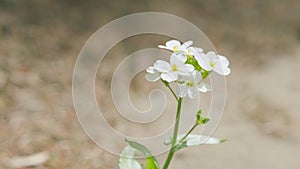 White flower alyssum or lobularia maritima. Arabis alpina caucasica white flowers. Pan.