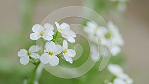 White flower alyssum or lobularia maritima. Arabis alpina caucasica white flowers. Slow motion.