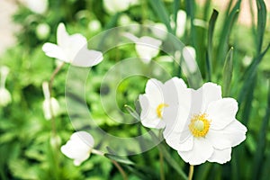 White flower Anemone in blossom with green leaves texture background, plants in a garden