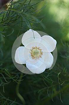 White flower of Anemonoides sylvestris, known as snowdrop anemone or snowdrop windflower