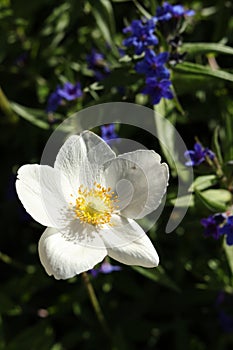 White flower of Anemonoides sylvestris, known as snowdrop anemone or snowdrop windflower