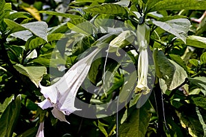White Flower of the Angel`s Trumpet - Datura suaveolens - in summer, Germany, Europe