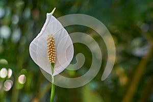 White flower anthurium with green blured background.