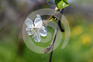 White flower of apple tree with branch on green background. Horizontal view.