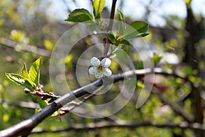 White flower of apple tree with branch on green leaves background. Horizontal view.