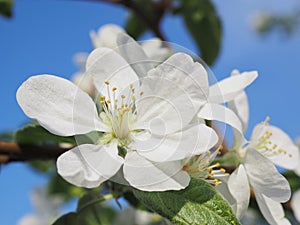 White flower of apple tree close-up. Petal, pistil, stamen. Spring and flowering plants. Nature illustration about beginning of