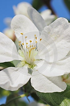 White flower of apple tree close-up. Petal, pistil, stamen. Spring and flowering plants. Nature vertical illustration about