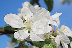 White flower of apple tree closeup. Petal, pistil, stamen. Spring and flowering plants. Nature illustration about beginning of