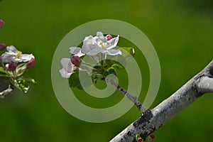 The white flower of an apple tree grows on a branch.