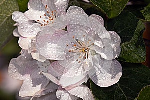 White flower Apple-tree Malus