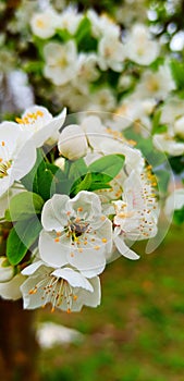 White flowers of apple tree blossoming and  a insect sucking its nectar