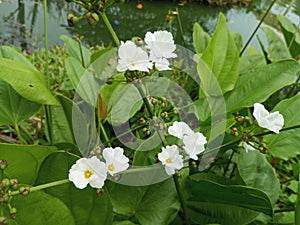 This white flower is an aquatic plant with the scientific name echinodorus cordifolius, used as an ornamental plant