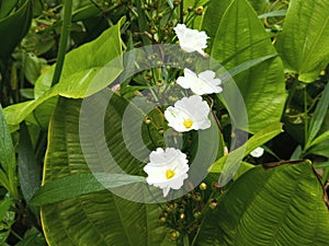 This white flower is an aquatic plant with the scientific name echinodorus cordifolius, used as an ornamental plant