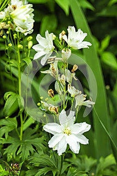 White flower aquilegia clementine. columbine flowers on green blurred garden background