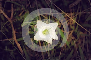 A white flower . as like it is looking us