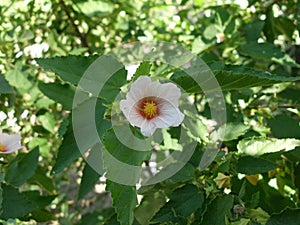 White flower of the Atlantic forest of Brazil photo