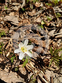 White flower in the autumn or spring leaves in the nature in forest.