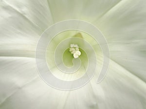 White flower background