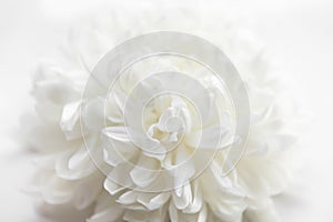 White flower on a white background
