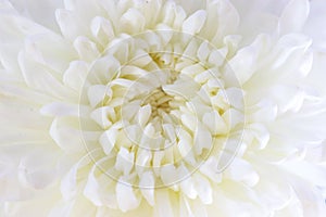 White flower background and very clear