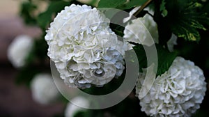 White flower. Ball-shaped flowers. Spring flowers. Round blooming