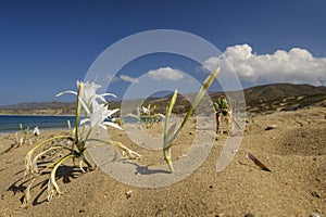 White flower on the beach, Pancratium maritimum photo