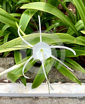 White flower beach spider lily