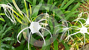 White flower of Beach spider lily or Hymenocallis littoralis