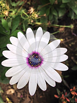 White flower photo