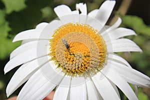 White flower with bee