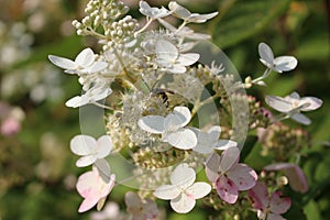 White flower with bee on it macro photo