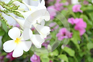 White flower befor pink flower and green leaf background