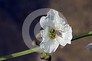 White flower being pollinated by species of fly