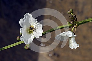 White flower being pollinated by species of fly