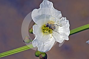 White flower being pollinated by species of fly